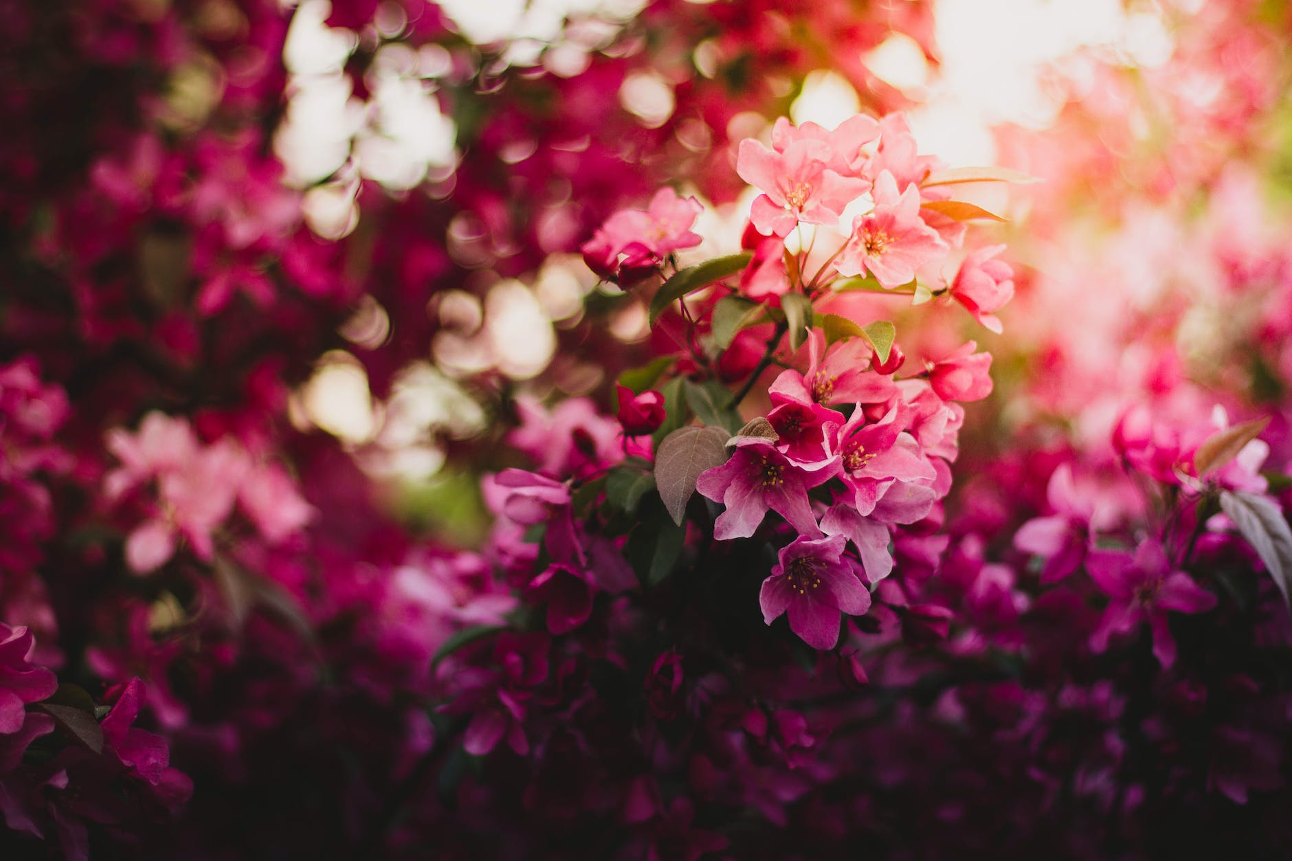 Photograph of pink and darker pink small flowers in a bunch on a tree. There's light in the background